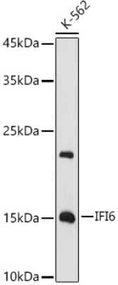 Western Blot IFI6 Antibody - BSA Free